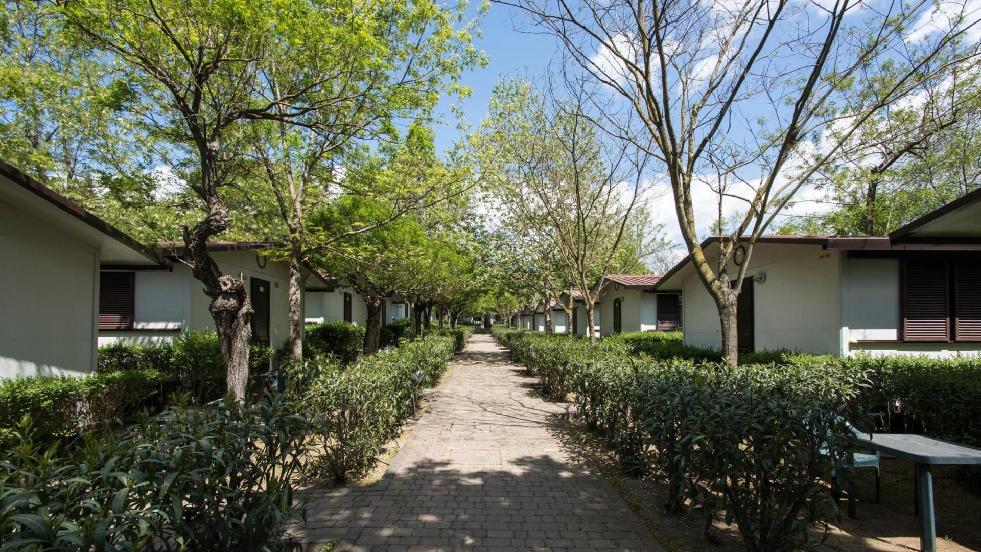 A tree-lined path between small houses with greenery on a sunny day.